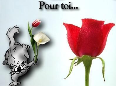 rose pour toi